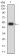 CHRNE Primary Antibody MP31461 [M5F11G8]