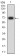 CD329 Primary Antibody MP31488 [M7G4A6]