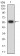 CD87 Primary Antibody MP31502 [M1D1B11]