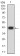TRIM29 Primary Antibody MP31506 [M8C8G5]
