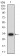 TNFRSF12A Primary Antibody MP31507  [M5C9B4]