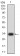 GITR Primary Antibody MP31522  [M6H8B9]
