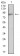 CD18 Primary Antibody MP31570 [M3C11G5]