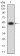 CD127 Primary Antibody MP31599 [M3F5D9]