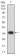 HLA-B Primary Antibody  MP31707 [M4D4B6]