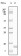 SNCG (breast cancer-specific protein 1) Primary Antibody MP20084 [M1H10D2]