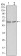 GSK3 alpha Primary Antibody MP20133 [M9D5G1]