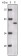 Human P16 Primary Antibody MP20137 [M5A8A4; 3G8D12]