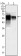 MAPK10 Primary Antibody MP20207 [M10E4A4]