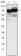 CD44 Primary Antibody MP20282 [M8E2F3]