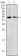 BDH1 Primary Antibody MP30003 [M1A5]