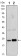 Rab10 Primary Antibody MP30079 [M4E2]