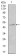 KRT13 Primary Antibody MP30391 [M3G4]