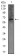 FCER1A Primary Antibody MP30466A [M1F2A9]