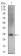 ZFP42 Primary Antibody MP30513 [M5E11A6]