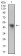 NAPSA Primary Antibody MP30515 [M10C4B8]