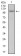 CLGN Primary Antibody  MP30523 [M1C8B6]