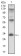 CD74 Primary Antibody MP30531 [M2D1B11]