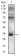 CD74 Primary Antibody MP30532 [M2D1B3]