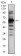 TIP60 Primary Antibody MP30766 [M2A11H7]