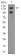 FBXL10 Primary Antibody MP30917 [M6F6G11]