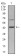 SIRT3 Primary Antibody MP30921 [M6B2A1]