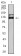 CD339 Primary Antibody MP31551 [M7C7H2]