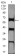 CTNNBL1 Primary Antibody MP31644  [M3C7F9]