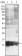 S100A10/P11 Primary Antibody MP20120 [M4E7E10]