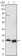 APOA1 Primary Antibody MP20191 [M5F4F5]