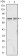 FMR1 Primary Antibody MP20327 [M4G9]