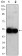 VCAM1 Primary Antibody MP30045 [M6G9]