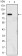 KLF4 Primary Antibody MP30081 [M1E5]