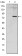 ApoE Primary Antibody MP30215 [M1H4]