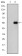 CD105 Primary Antibody MP30221 [M3A9]