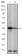 c-Jun Primary Antibody MP30246 [M5B1]