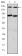 AIB1 Primary Antibody MP30263 [M5H3]