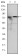 KID Primary Antibody MP30275 [M5F3]