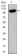 GRIA2 Primary Antibody MP30382 [M7G6]
