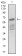 ALCAM Primary Antibody MP30528 [M4H9A5]