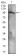 NBN Primary Antibody MP30608 [M7E4C2]