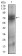 NT5E Primary Antibody MP30611 [M4G6B10]