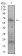 NT5E Primary Antibody MP30614 [M4G6E3]