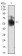 SHC1 Primary Antibody MP30689 [M2F7C7]