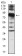 VIL1 Primary Antibody MP30700 [M3E5G11]