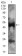 PTPN1 Primary Antibody MP30721 [M4F11B9]