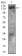 PLCG2 Primary Antibody MP30725 [M3A8B6]