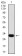 SNAI2 Primary Antibody MP30730 [M4B6D5]
