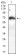 ATG16L1 Primary Antibody MP30848 [M8F8C2]