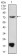 PRDM5 Primary Antibody MP30909 [M7D4E11]